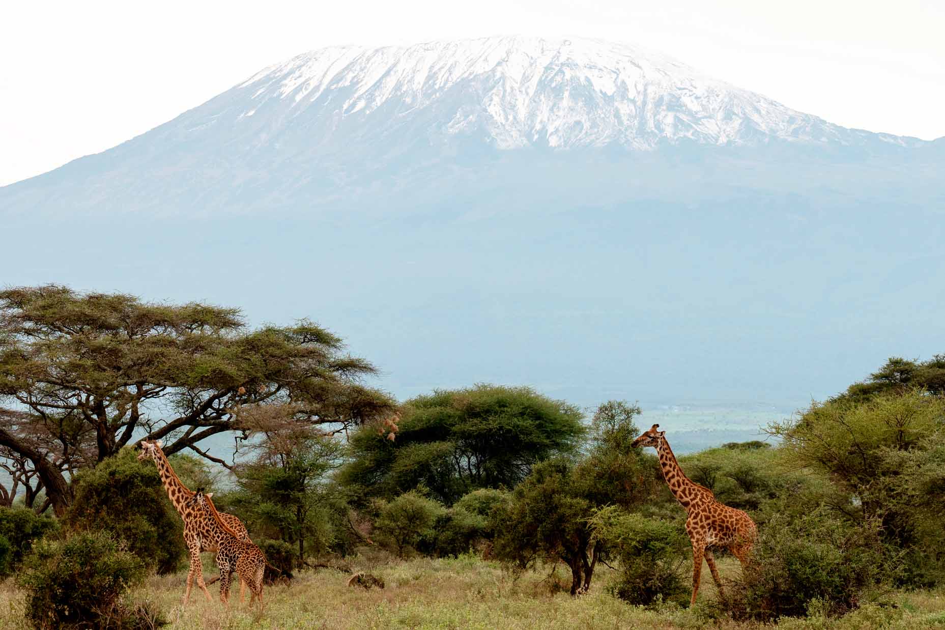 Kilimanjaro Viajes con Guía